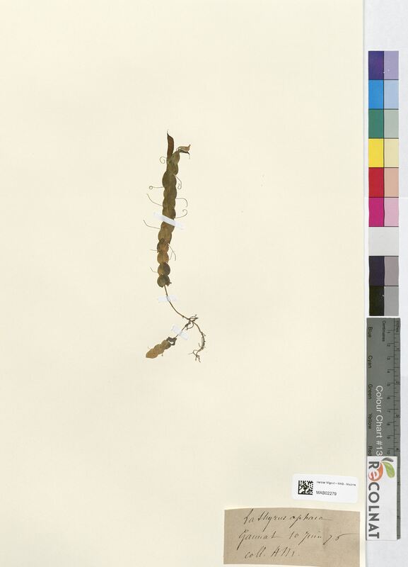 Lathyrus aphaca (Fabaceae)