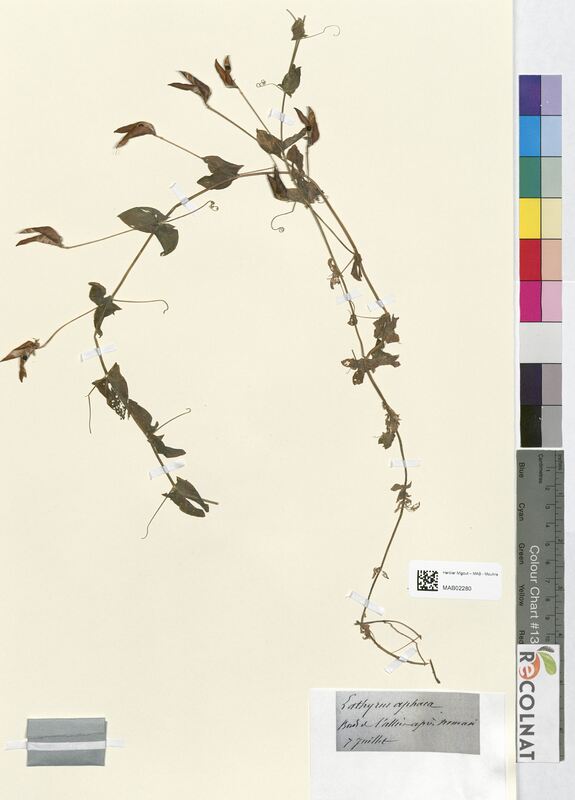 Lathyrus aphaca (Fabaceae)