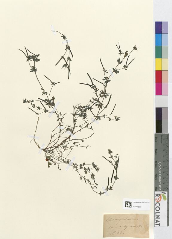 Lotus diffusus (Fabaceae)