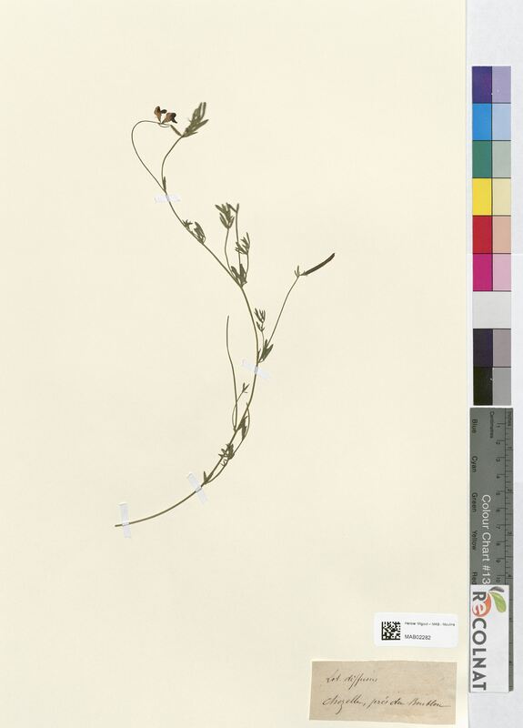 Lotus angustissimus (Fabaceae)