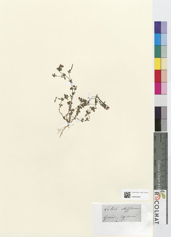 Lotus diffusus (Fabaceae)