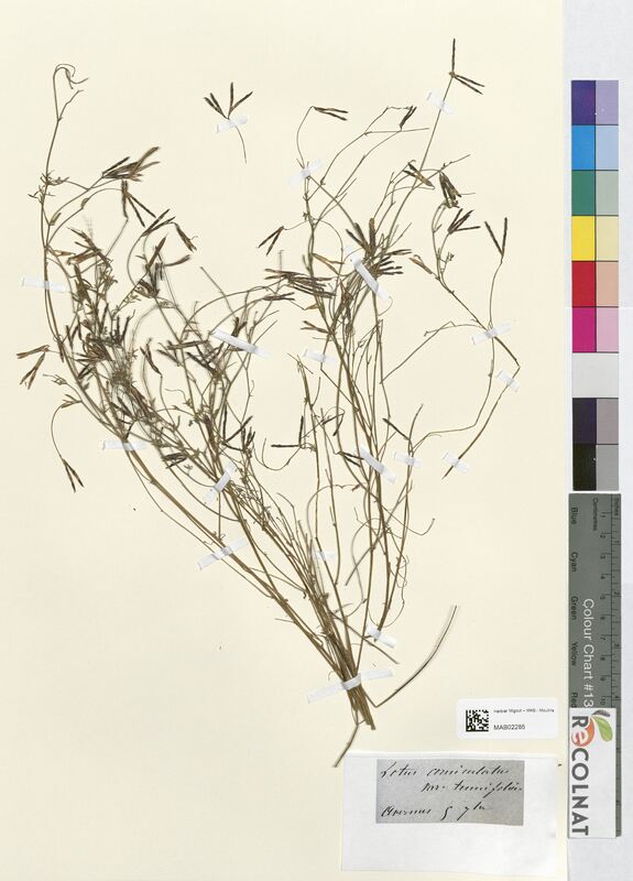 Lotus corniculatus (Fabaceae)