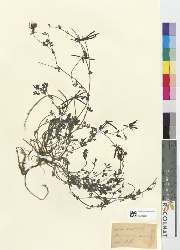 Lotus corniculatus (Fabaceae)