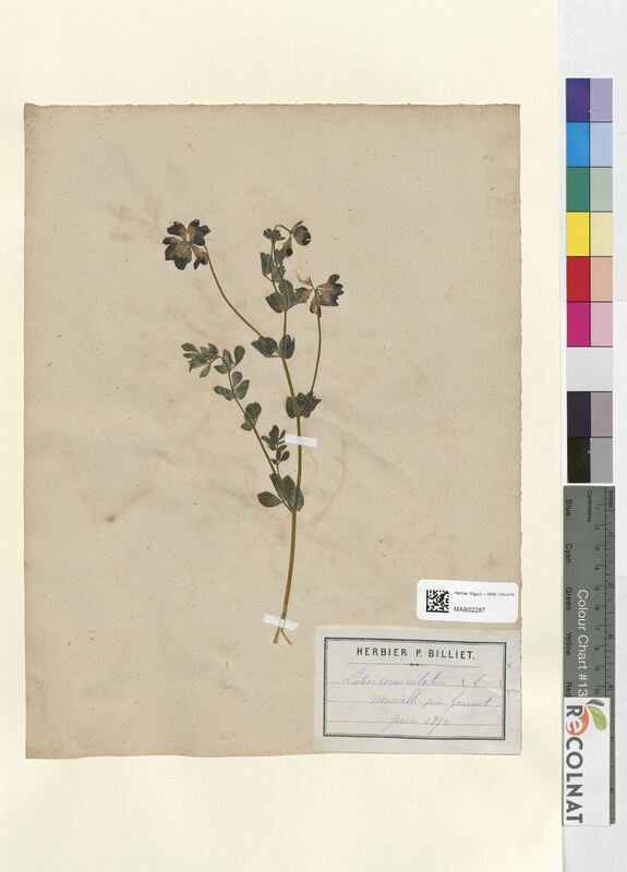 Lotus corniculatus (Fabaceae)