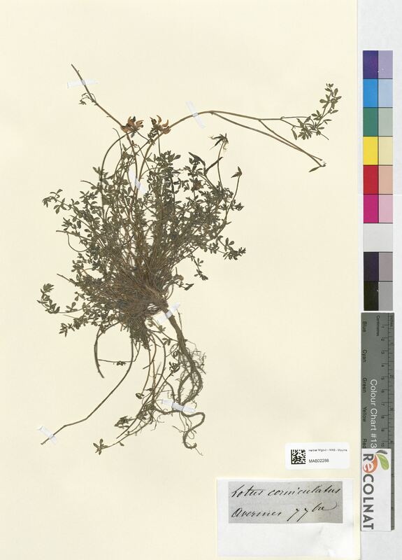 Lotus corniculatus (Fabaceae)