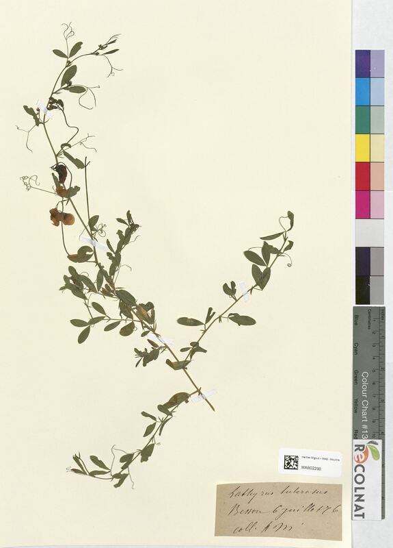 Lathyrus tuberosus (Fabaceae)