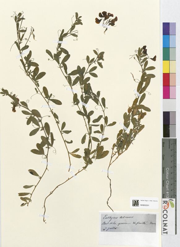 Lathyrus tuberosus (Fabaceae)