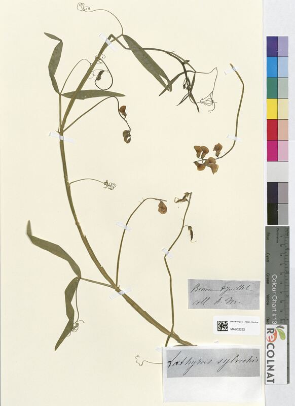 Lathyrus sylvestris (Fabaceae)