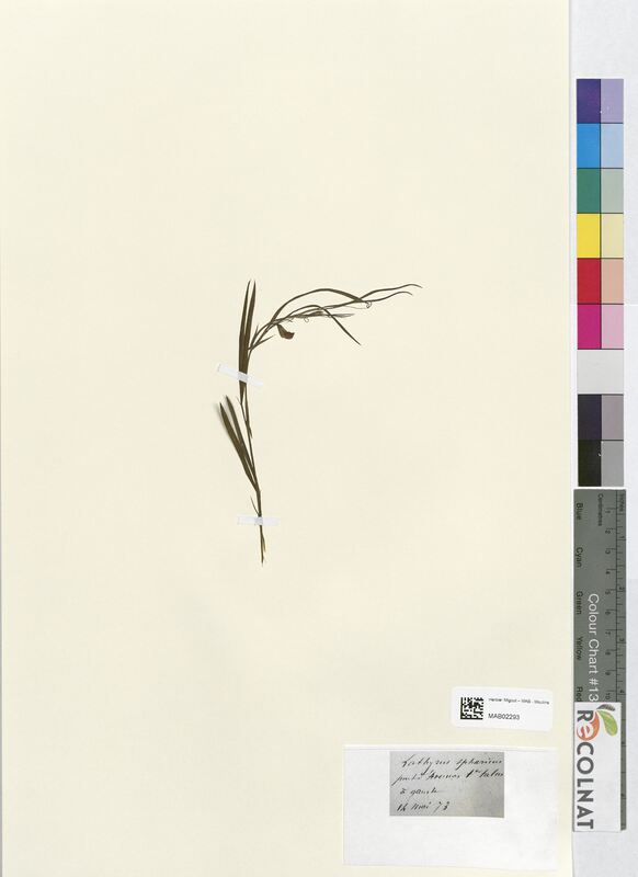 Lathyrus spharius (Fabaceae)