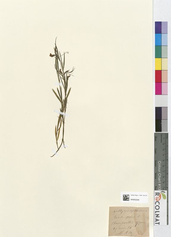 Lathyrus spharius (Fabaceae)