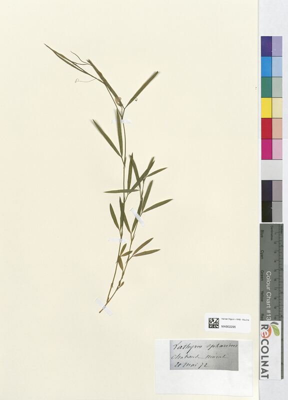 Lathyrus spharius (Fabaceae)