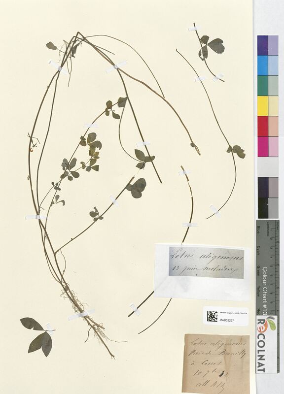 Lotus uliginosus (Fabaceae)