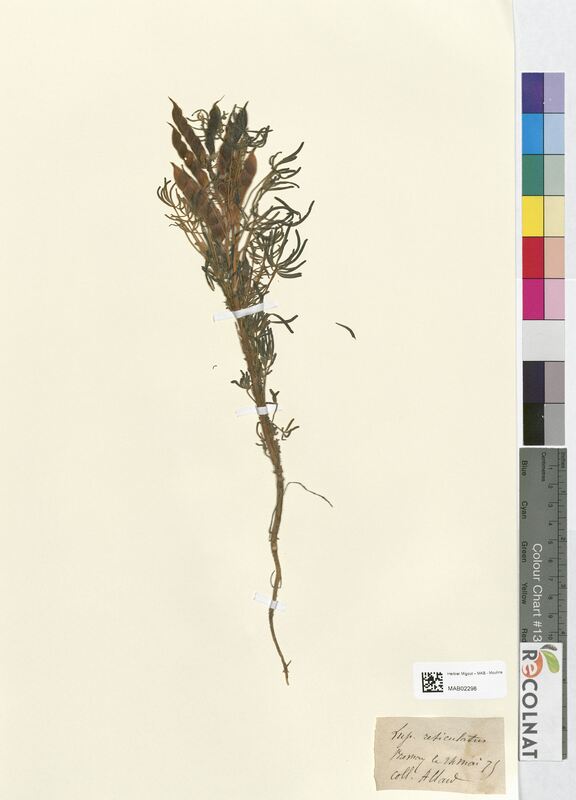 Lupinus reticulatus (Fabaceae)