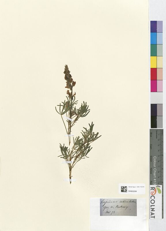 Lupinus reticulatus (Fabaceae)