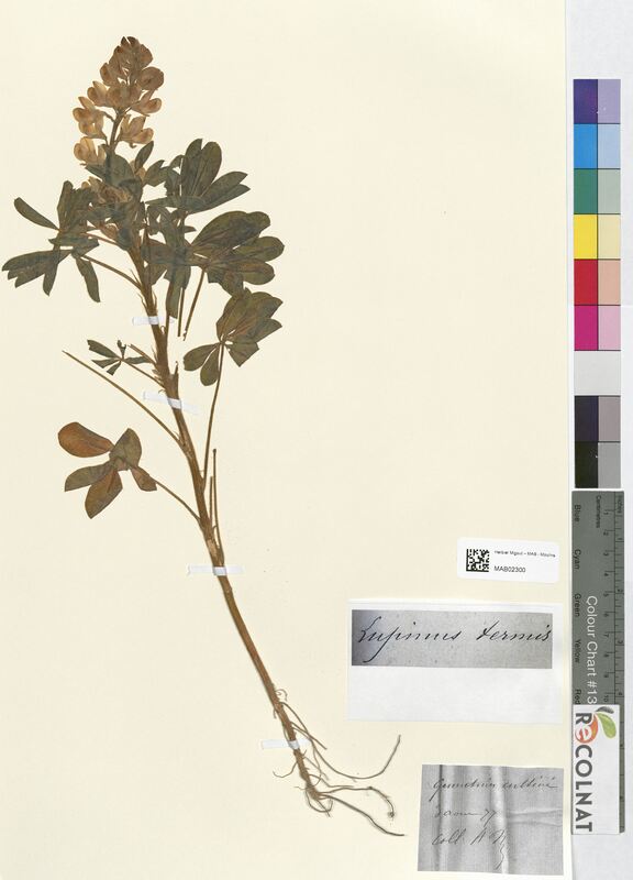 Lupinus termis (Fabaceae)