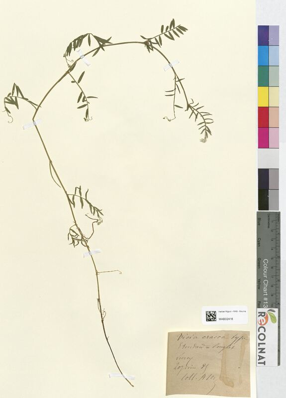 Vicia cracca (Fabaceae)