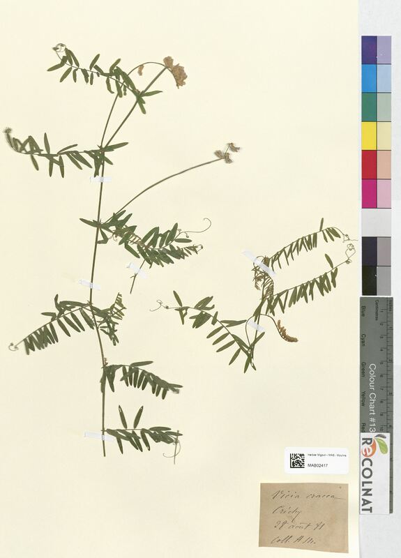 Vicia cracca (Fabaceae)