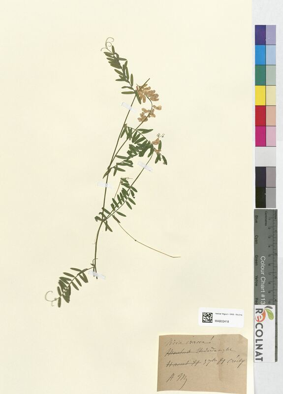 Vicia cracca (Fabaceae)