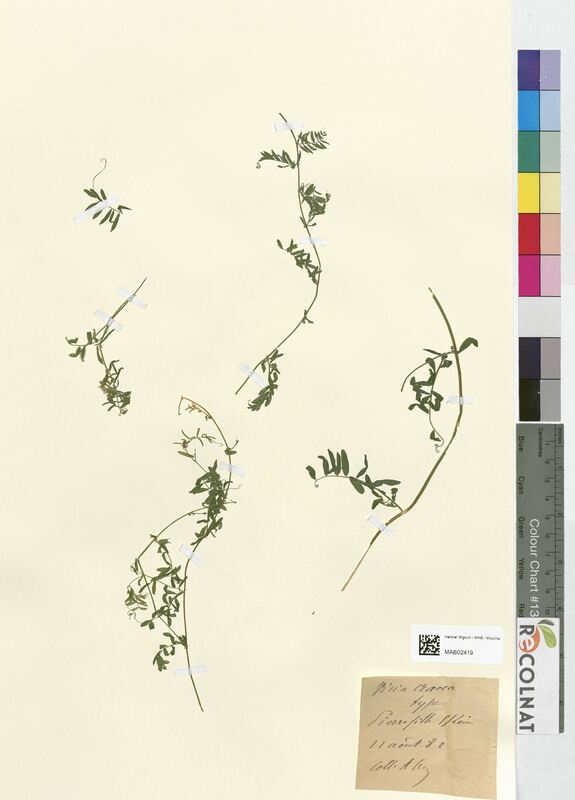 Vicia cracca (Fabaceae)