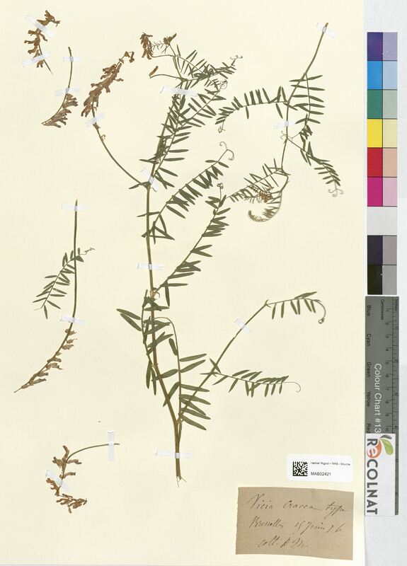 Vicia cracca (Fabaceae)