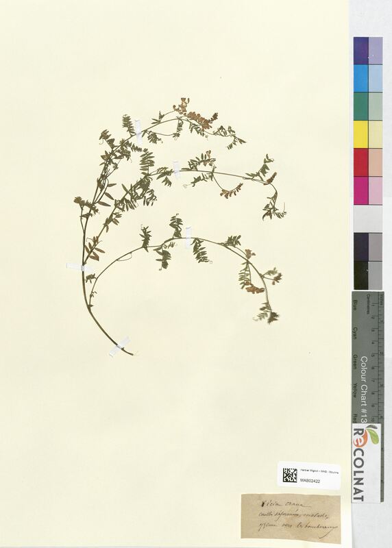 Vicia cracca (Fabaceae)
