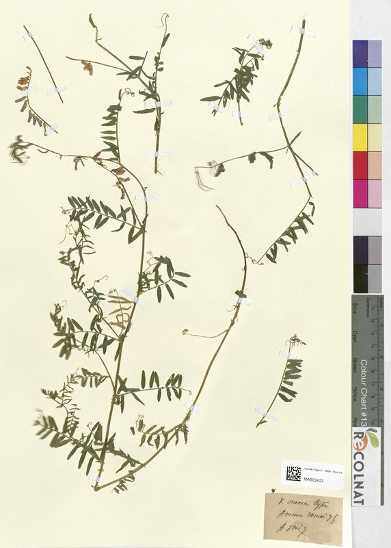 Vicia cracca (Fabaceae)