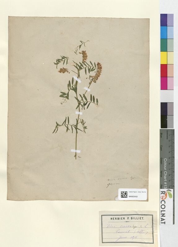 Vicia cracca (Fabaceae)