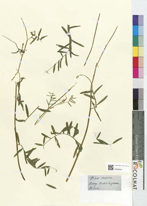 Vicia cracca (Fabaceae)