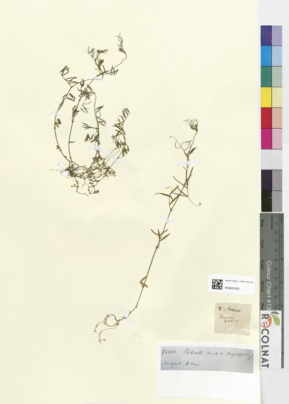 Vicia bobartii (Fabaceae)