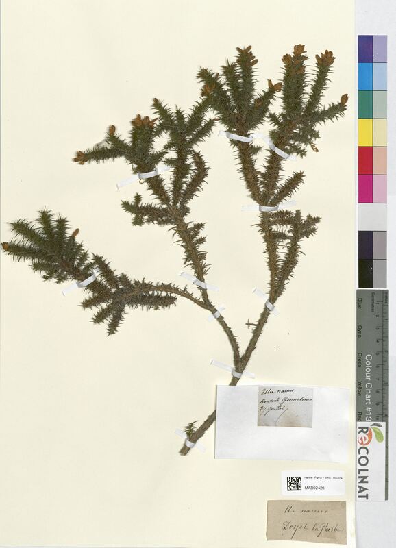 Ulex nanus (Fabaceae)