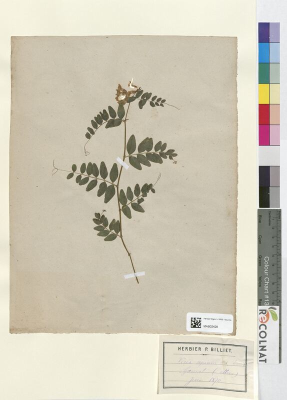 Vicia sepium (Fabaceae)