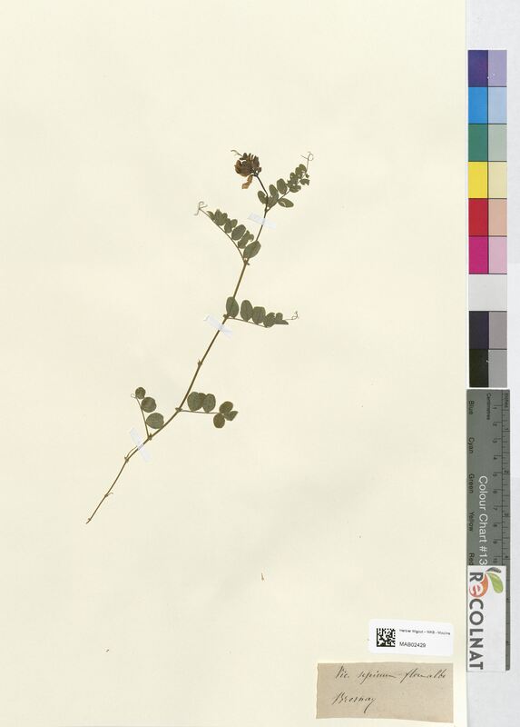 Vicia sepium (Fabaceae)