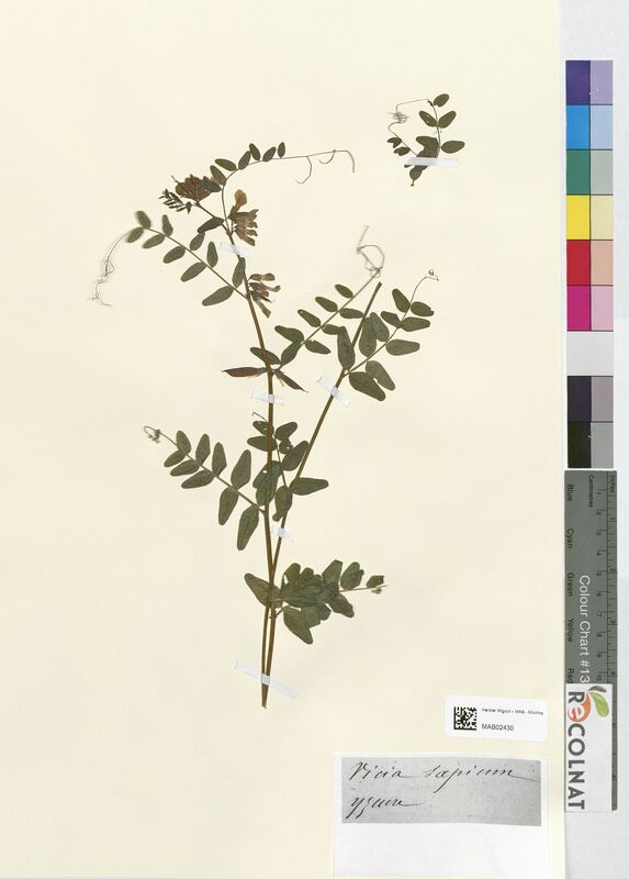 Vicia sepium (Fabaceae)