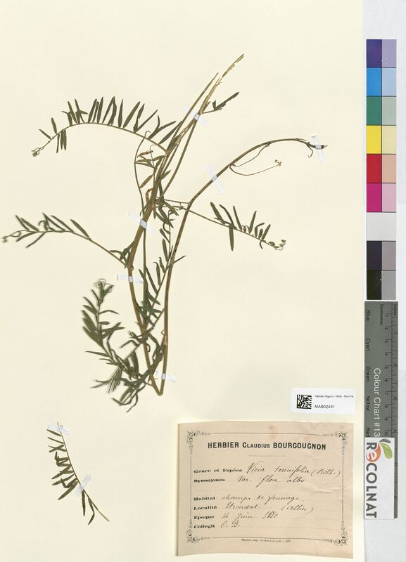 Vicia tenuifolia (Fabaceae)