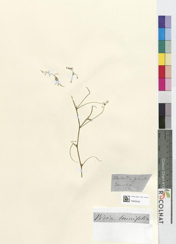 Vicia tenuifolia (Fabaceae)