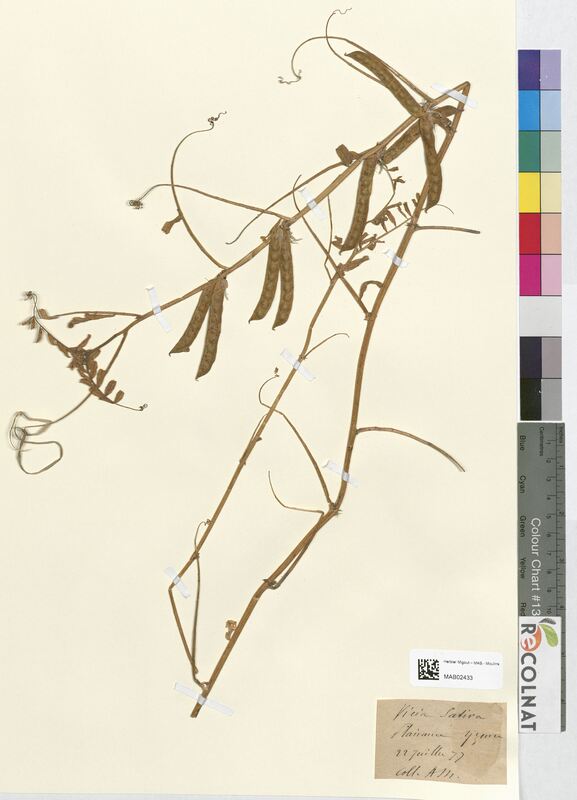 Vicia sativa (Fabaceae)