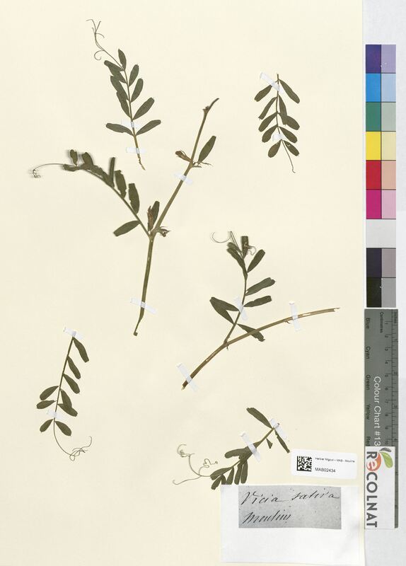 Vicia sativa (Fabaceae)
