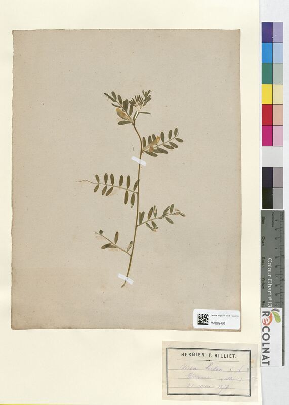 Vicia lutea (Fabaceae)