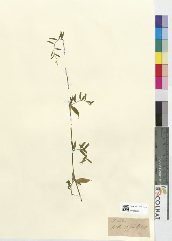Vicia lutea (Fabaceae)