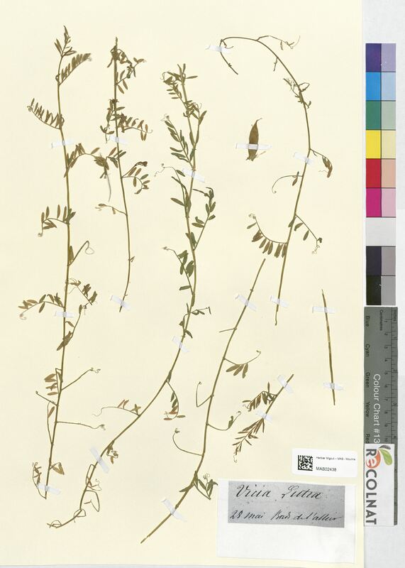 Vicia lutea (Fabaceae)