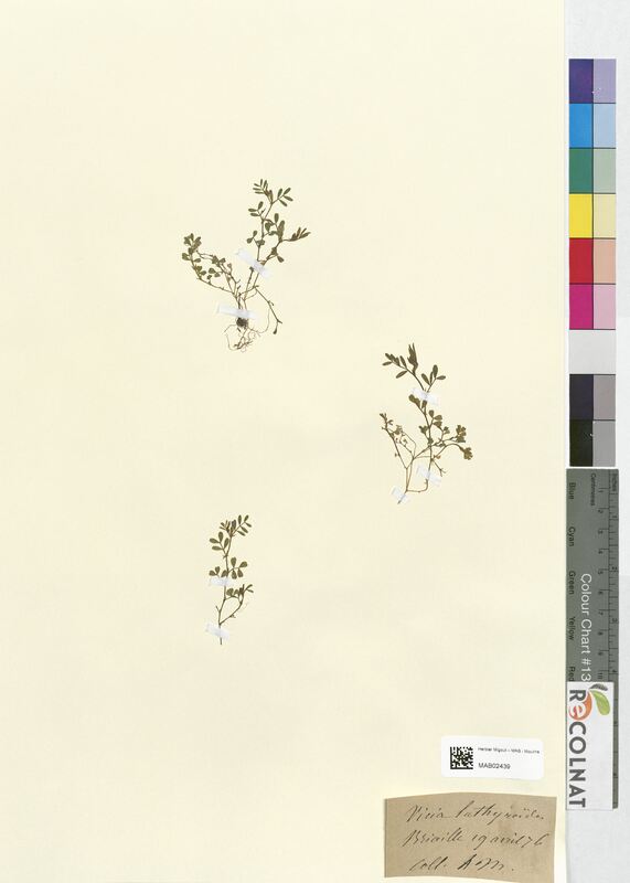 Vicia lathyroides (Fabaceae)
