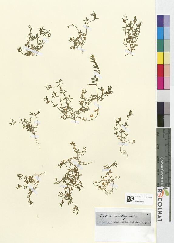 Vicia lathyroides (Fabaceae)