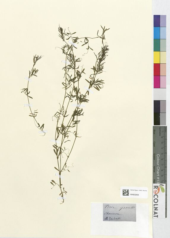 Vicia gracilis (Fabaceae)