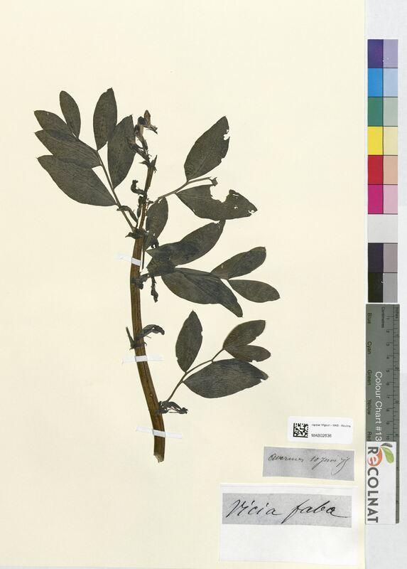 Vicia faba (Fabaceae)