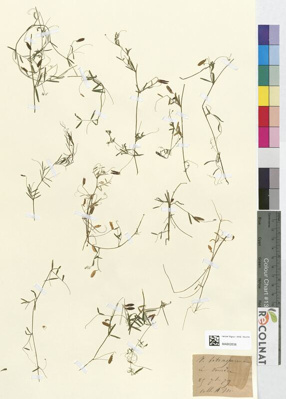 Vicia tetrasperma (Fabaceae)