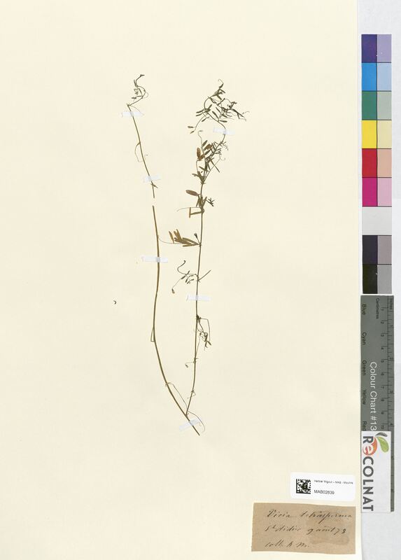 Vicia tetrasperma (Fabaceae)