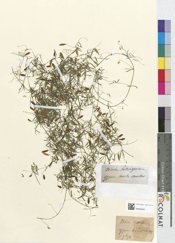 Vicia tetrasperma (Fabaceae)