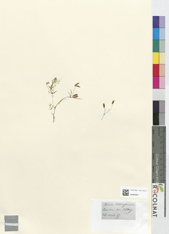 Vicia tetrasperma (Fabaceae)
