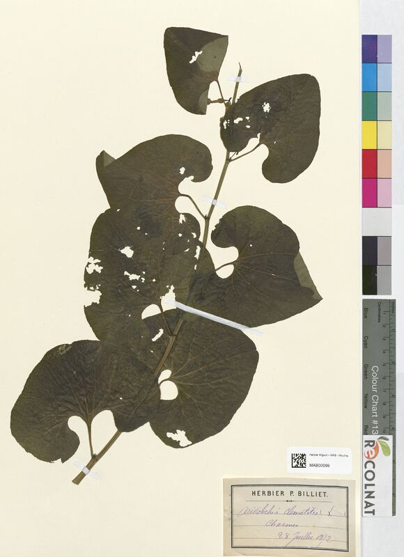 Aristolochia clematitis (Aristolochiaceae)