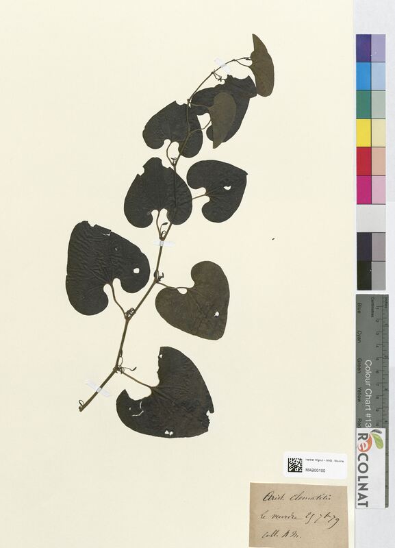 Aristolochia clematitis (Aristolochiaceae)